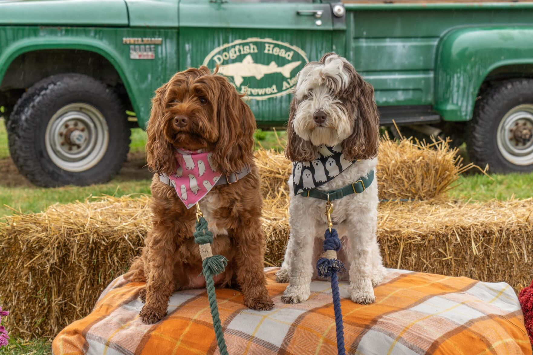 Cool Things to Do Oct. 11-13, 2024